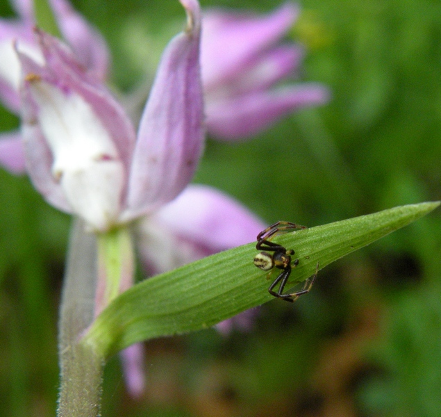 Misumena vatia